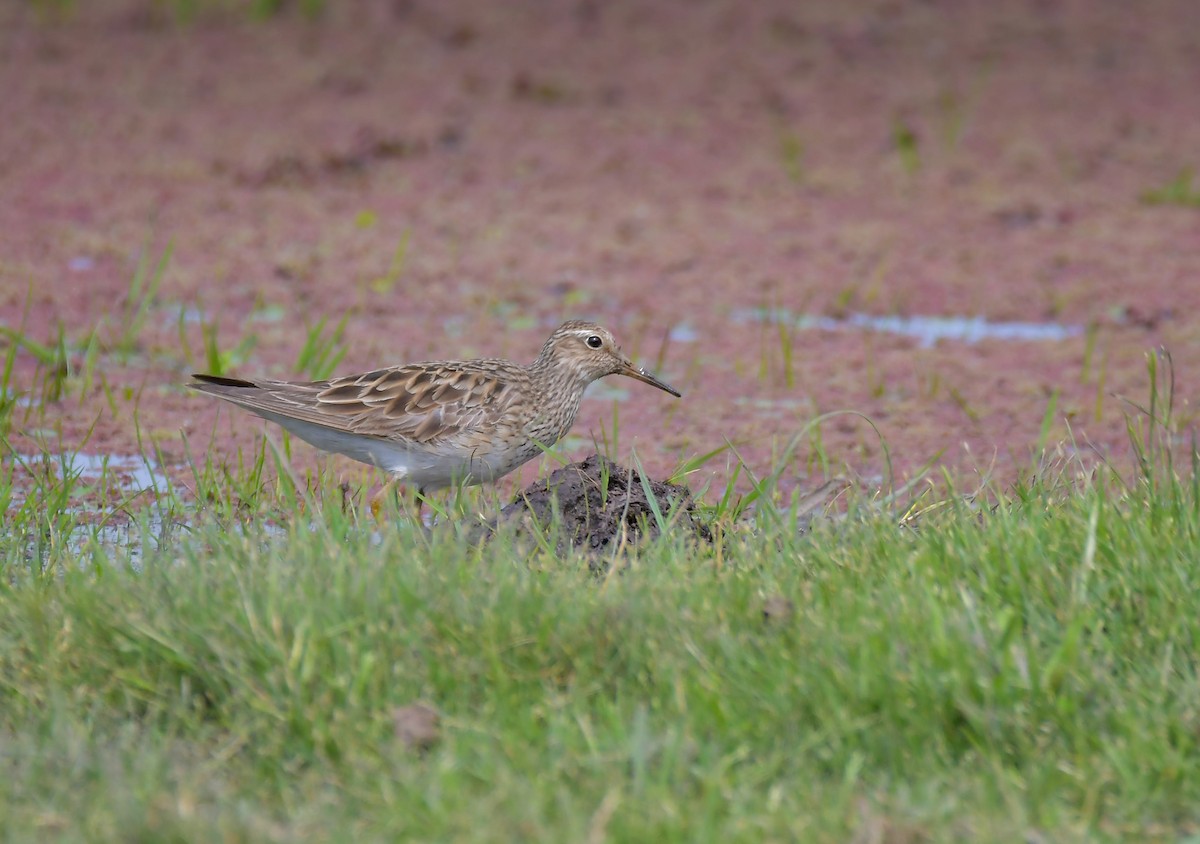 Pectoral Sandpiper - Walter De Boever