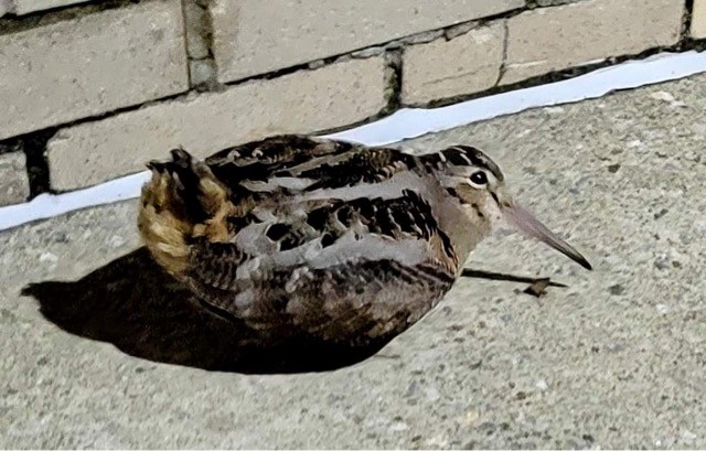 American Woodcock - ML500836631