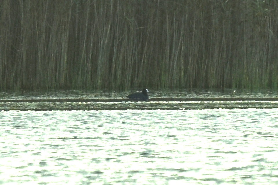 Eurasian Coot - ML500839111