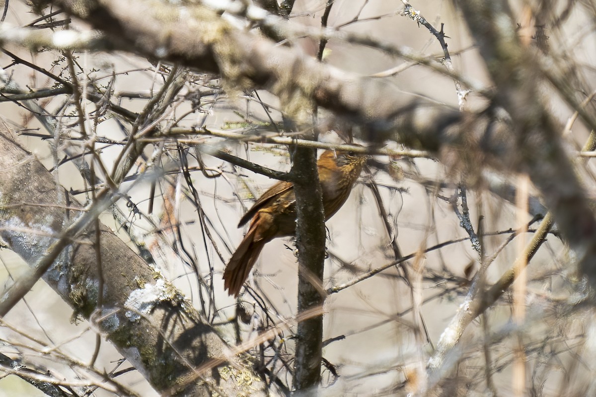 Rufous-necked Foliage-gleaner - ML500840101