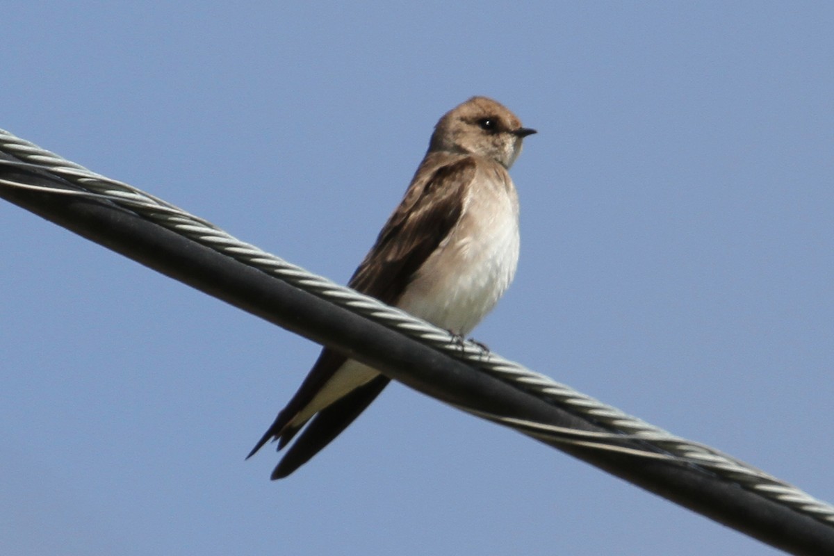 Northern Rough-winged Swallow - ML50084101