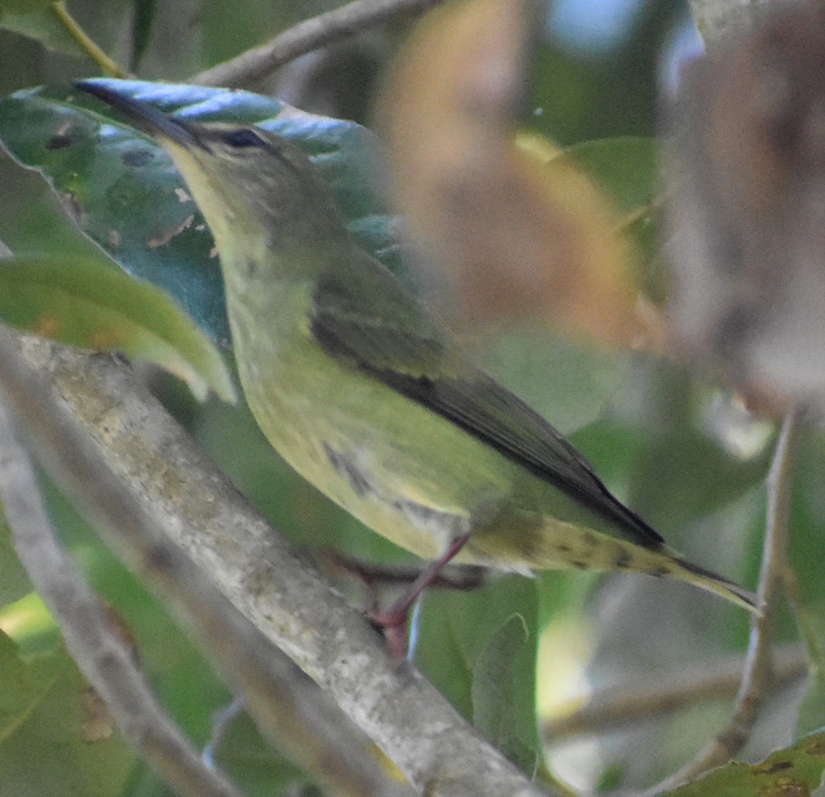 Red-legged Honeycreeper - ML500842901