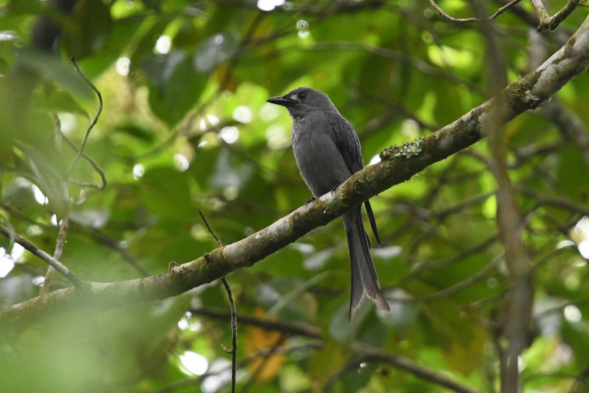 Kül Rengi Drongo - ML500843001