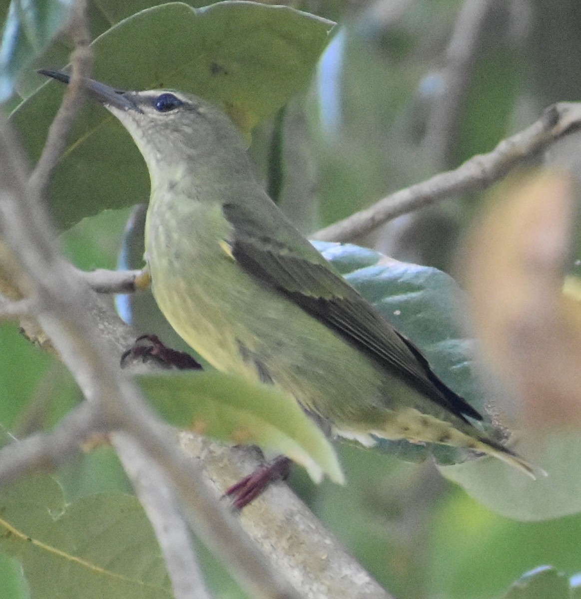 Red-legged Honeycreeper - ML500843031