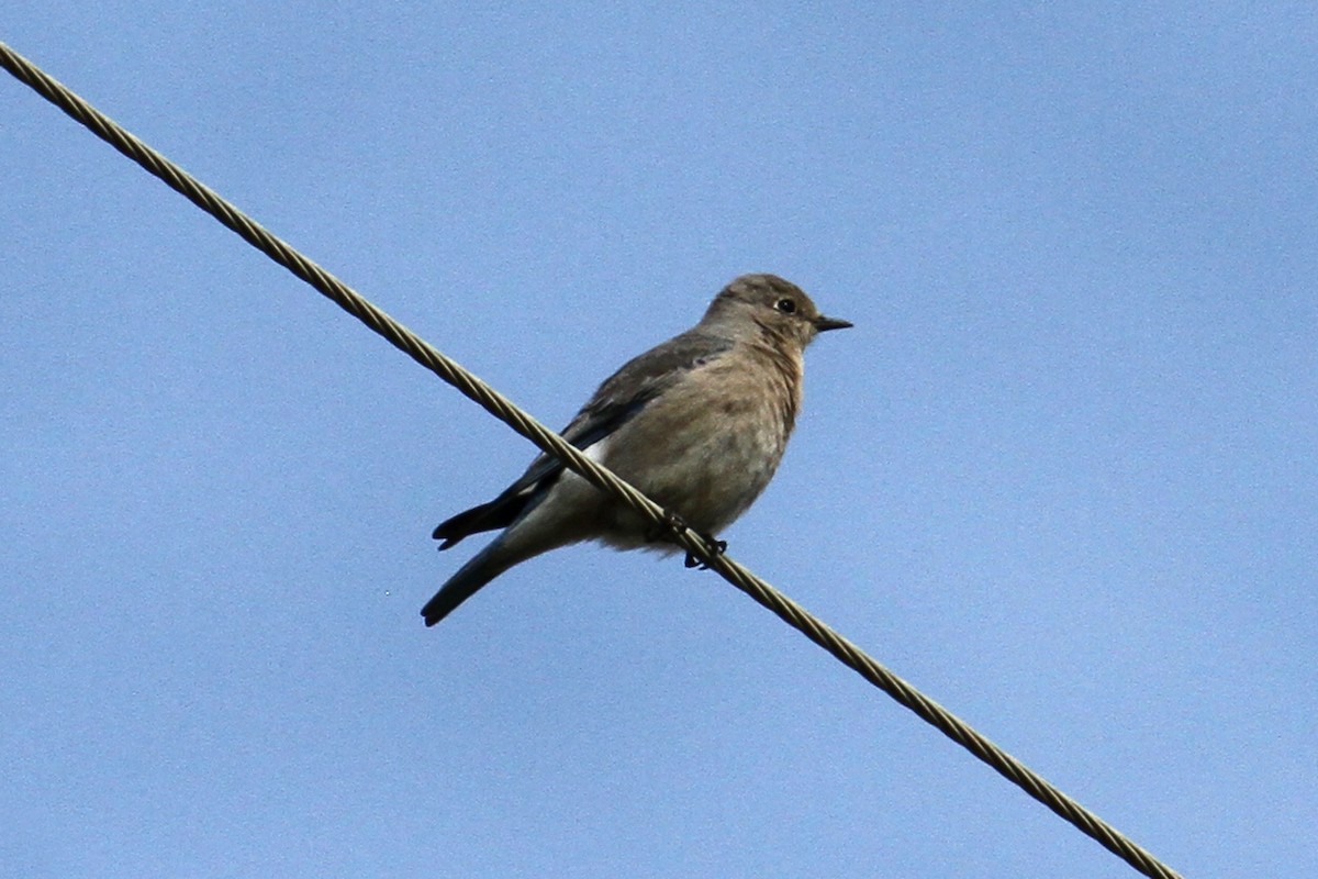 Mountain Bluebird - ML50084371