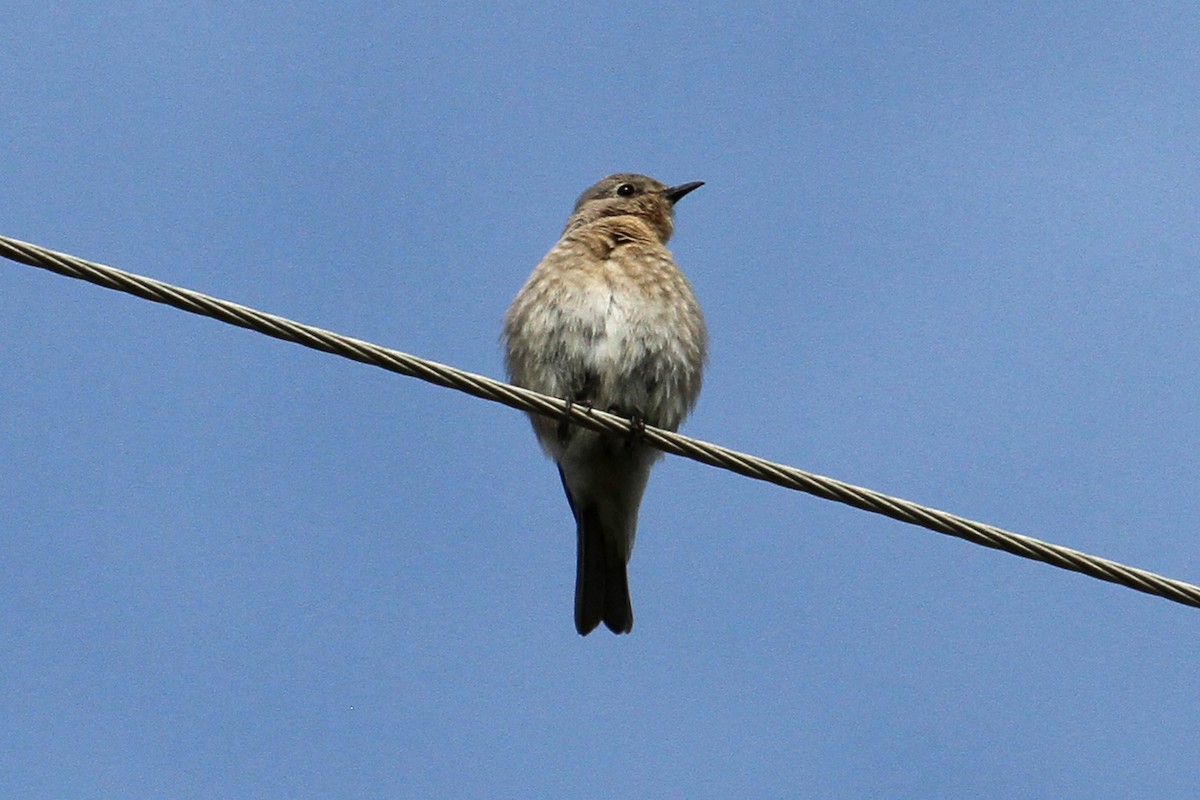 Mountain Bluebird - ML50084391