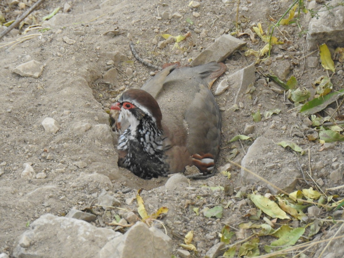 Red-legged Partridge - ML500844681