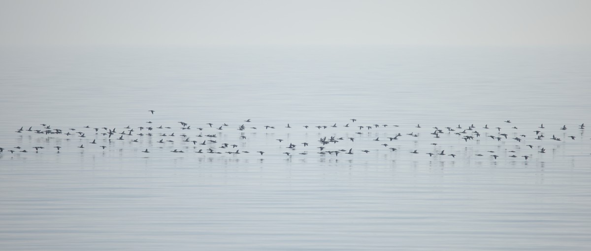 merganser sp. - Clayton Fitzgerald