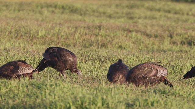 Guajolote Gallipavo - ML500846371