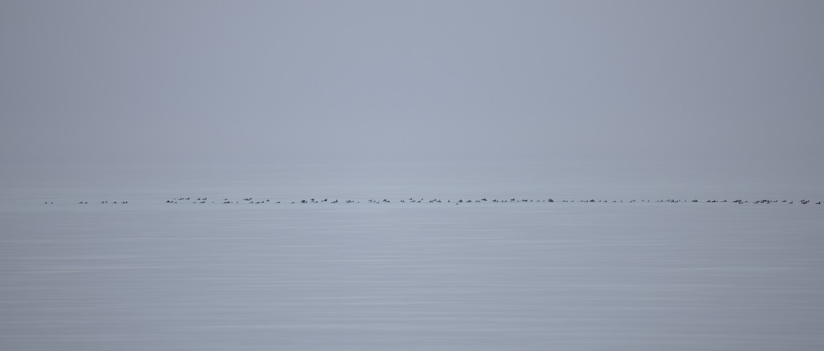 merganser sp. - ML500846411