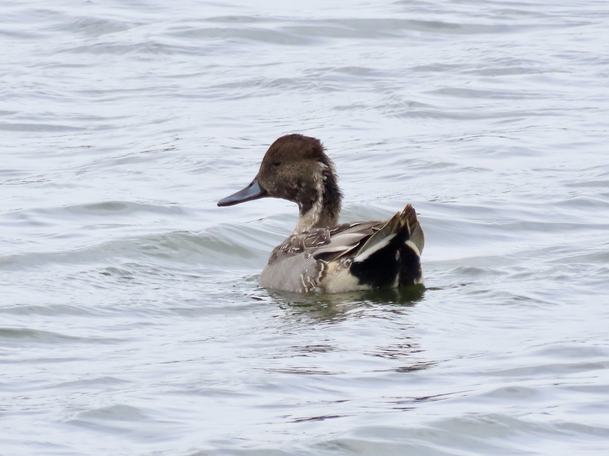 Northern Pintail - ML500847281