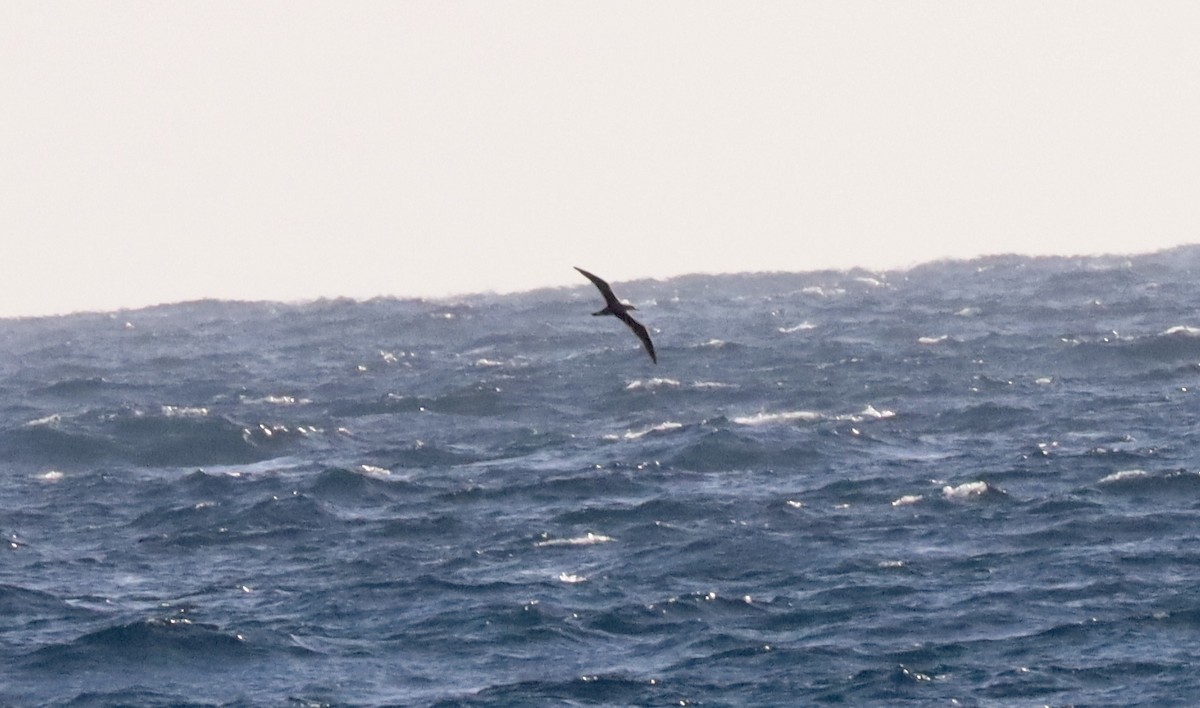 Great Shearwater - ML500847401