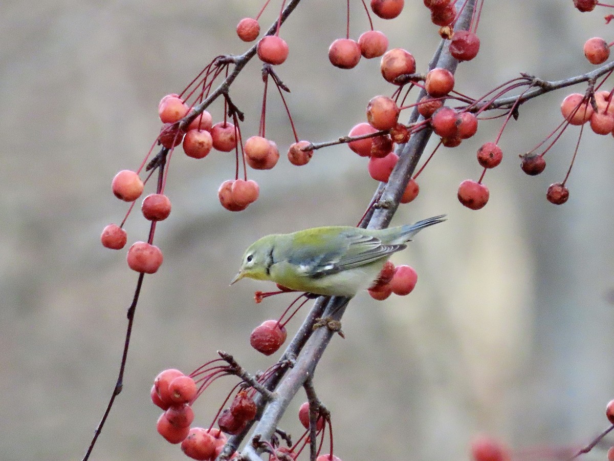 Northern Parula - ML500847761