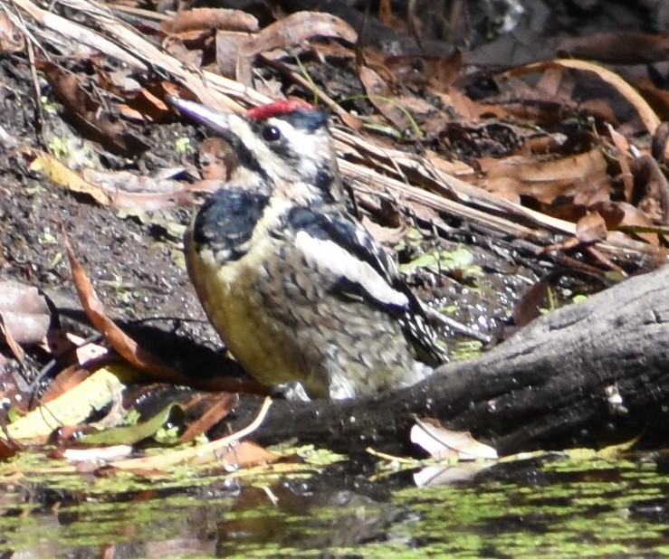 Yellow-bellied Sapsucker - ML500848201