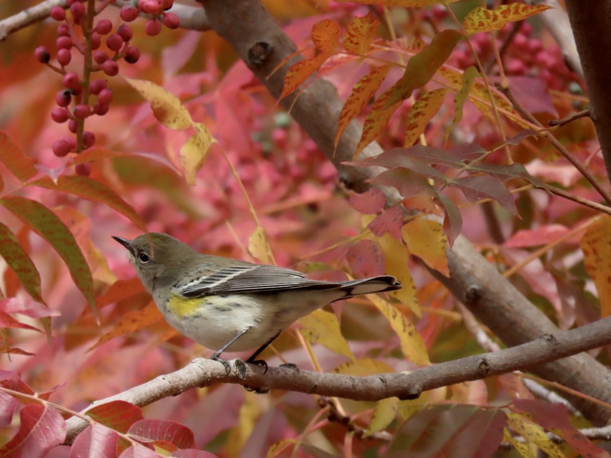 Yellow-rumped Warbler - ML500849351