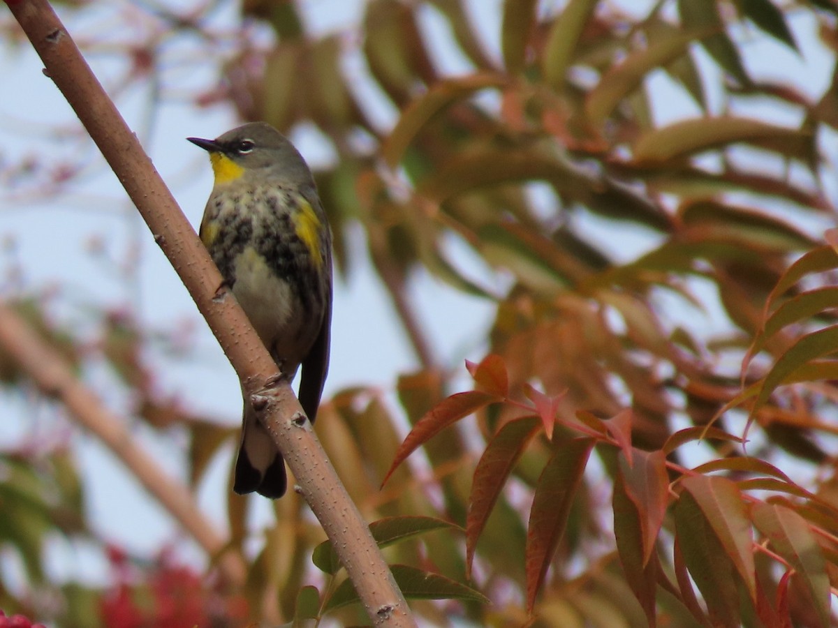 Yellow-rumped Warbler - ML500849361