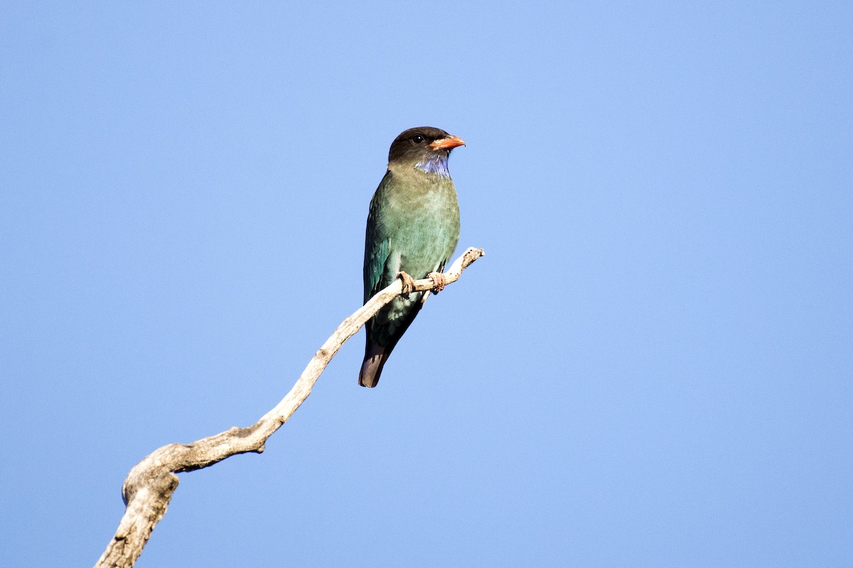 Dollarbird - ML50084951