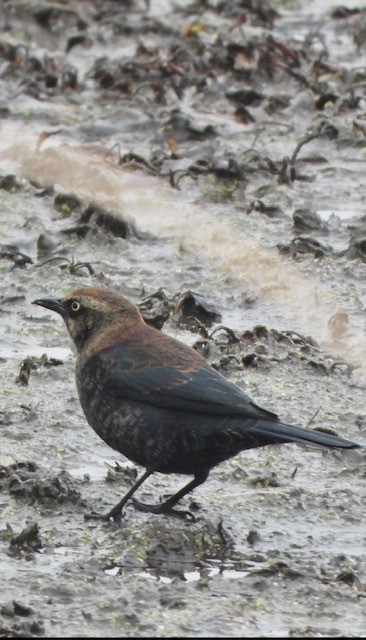 Rusty Blackbird - ML500850371