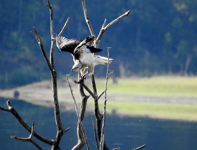 White-bellied Sea-Eagle - Marie Tarrant