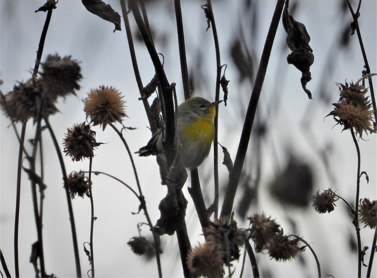 Northern Parula - ML500854241