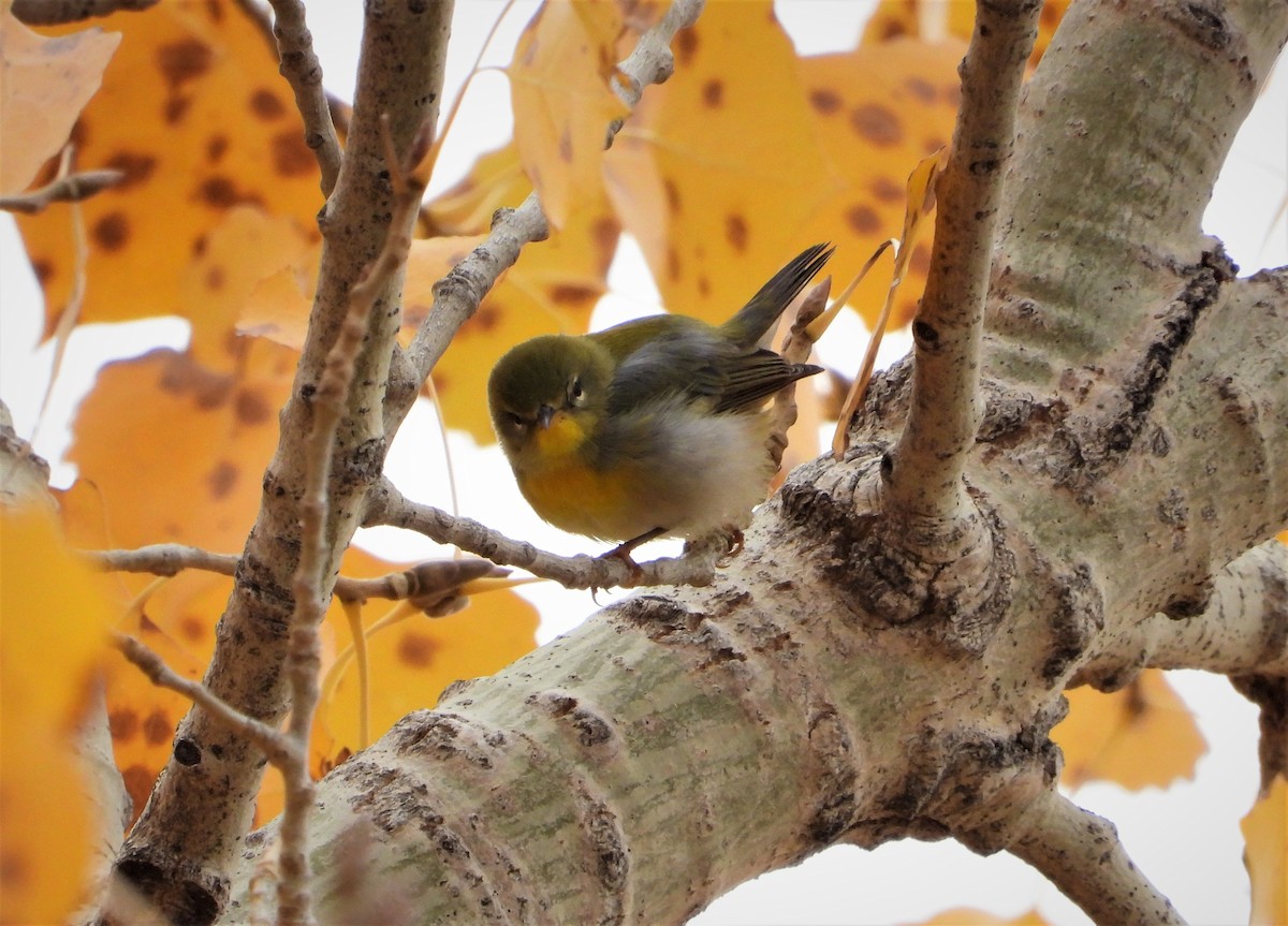 Northern Parula - ML500854261