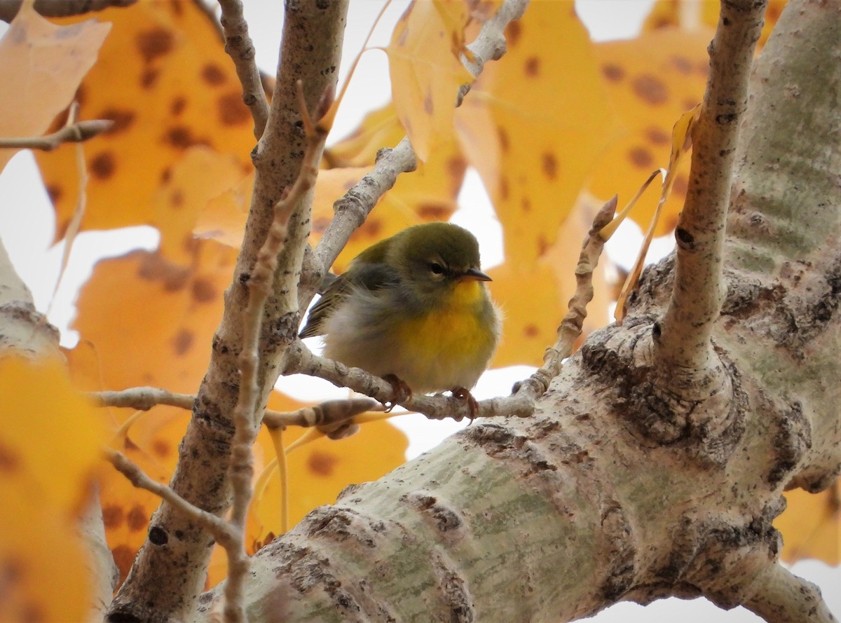 Northern Parula - ML500854281