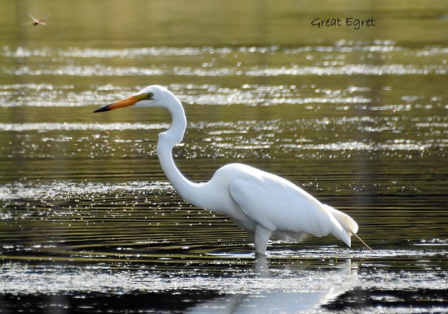 Great Egret - ML50085451