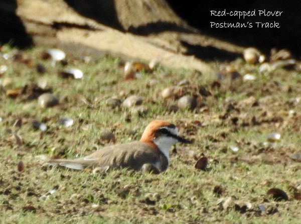 Red-capped Plover - ML50085541