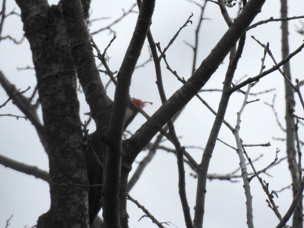 Pileated Woodpecker - ML500856521