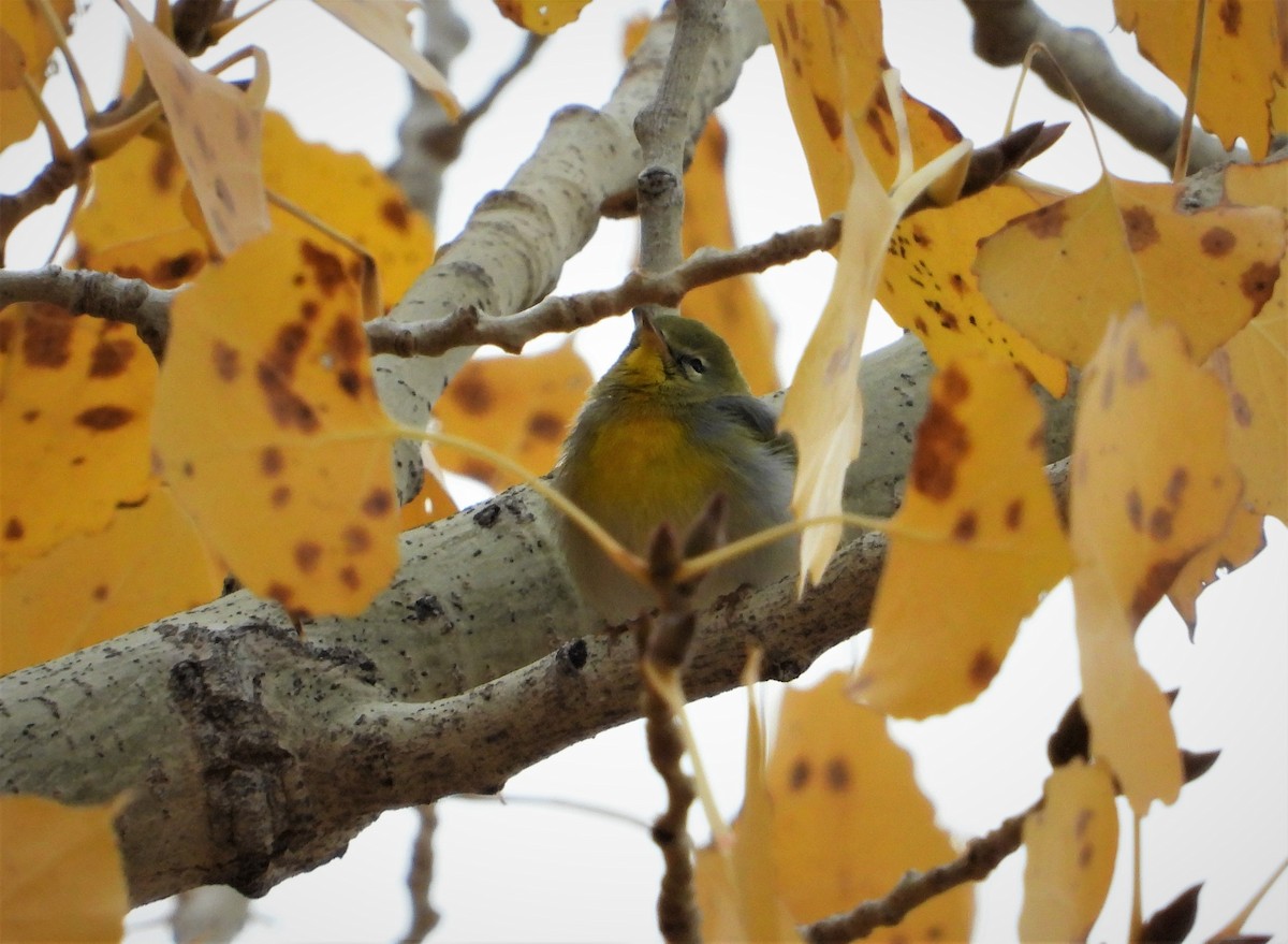 Northern Parula - ML500857281