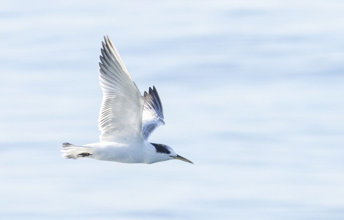 tern sp. - ML500857471