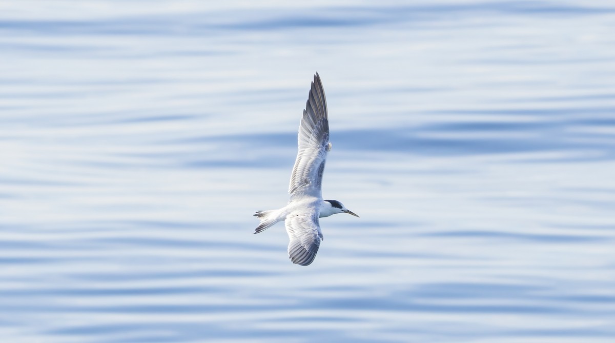 tern sp. - ML500857491