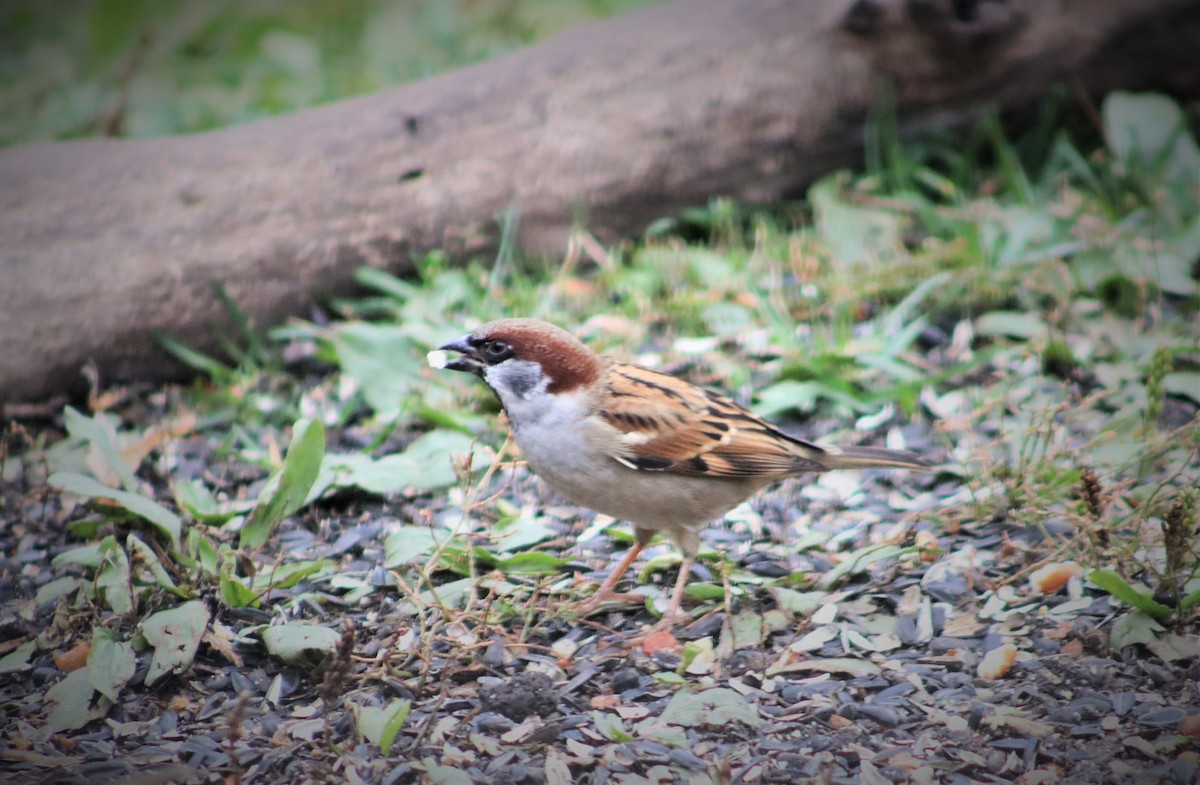House x Eurasian Tree Sparrow (hybrid) - rachel purdy