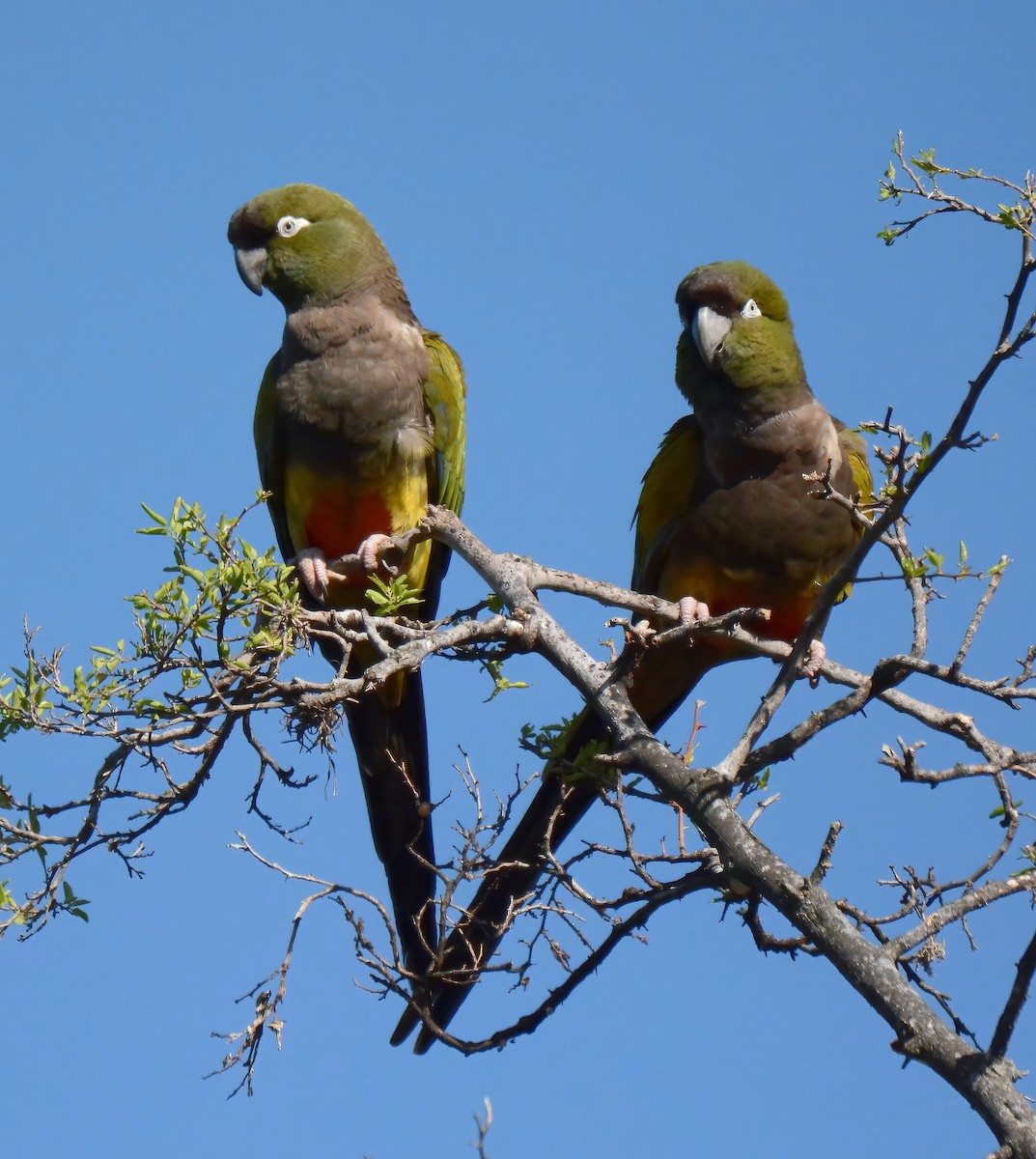 Burrowing Parakeet - ML500865171