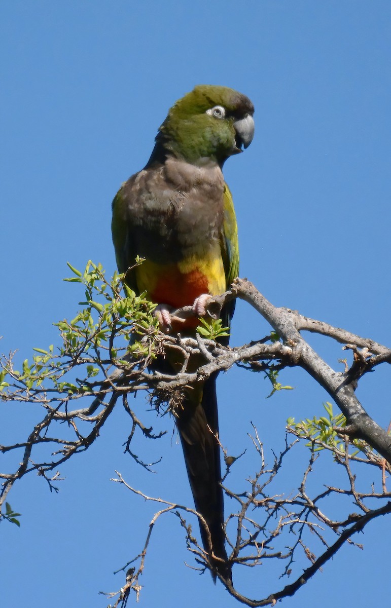 Burrowing Parakeet - Clément Berthelot