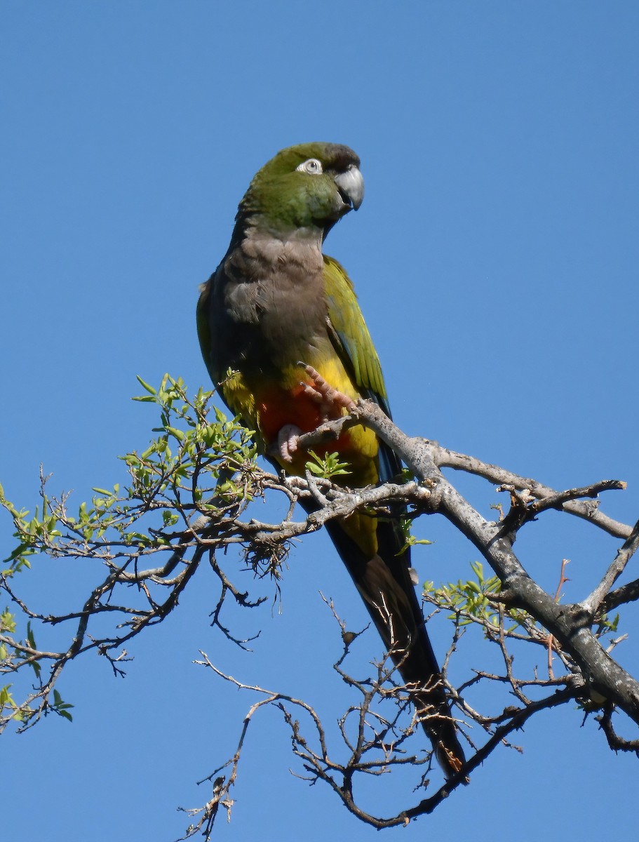 Burrowing Parakeet - ML500865361