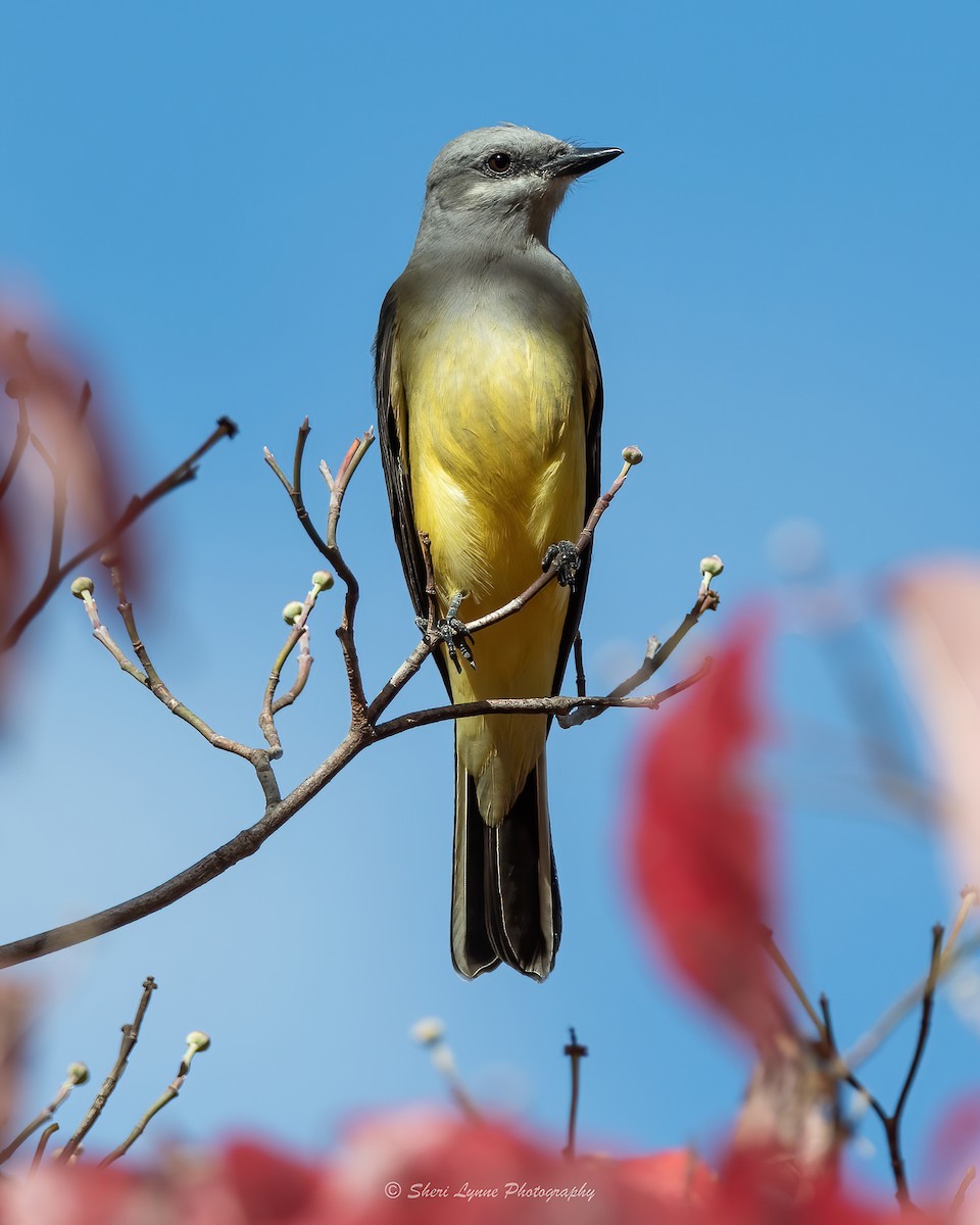 Western Kingbird - ML500866941