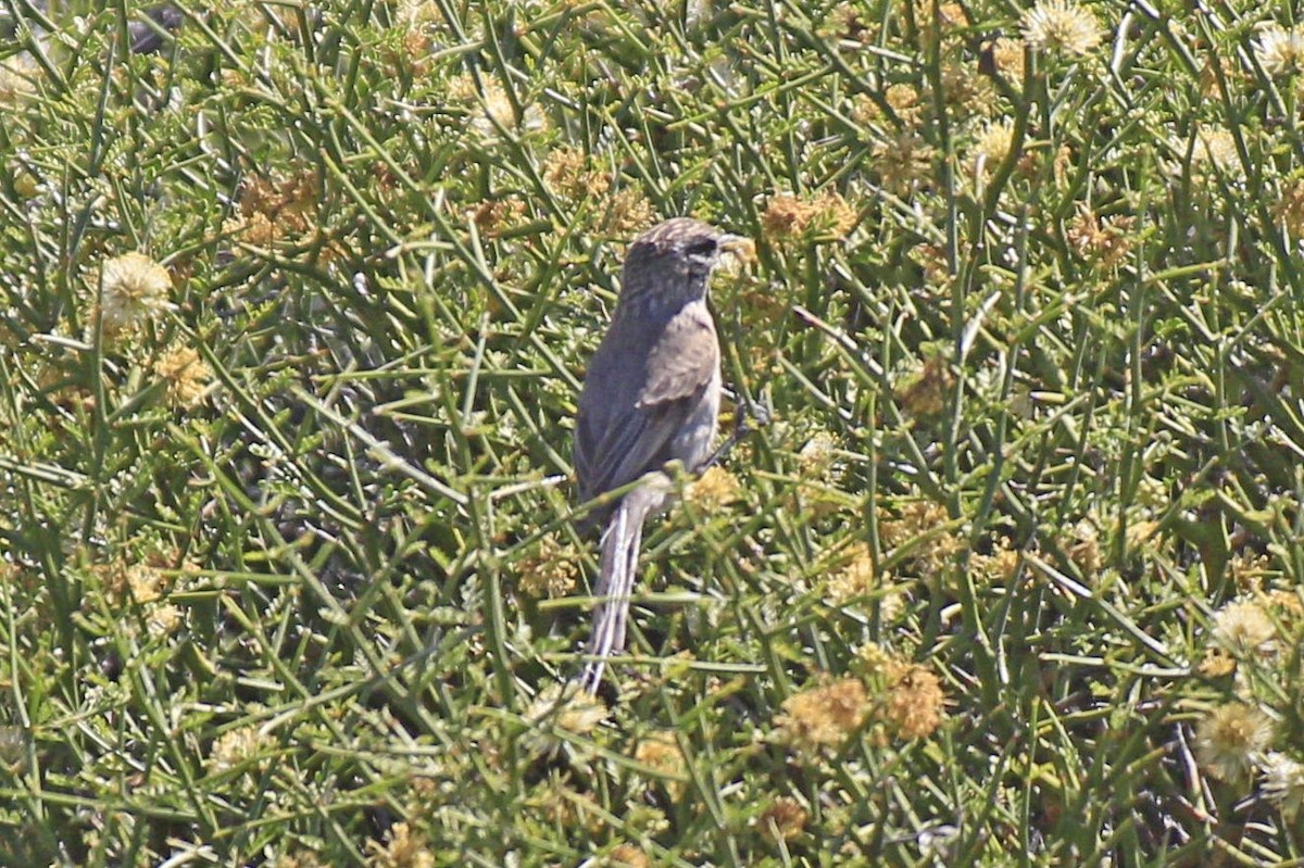 Plain-mantled Tit-Spinetail - ML500867491