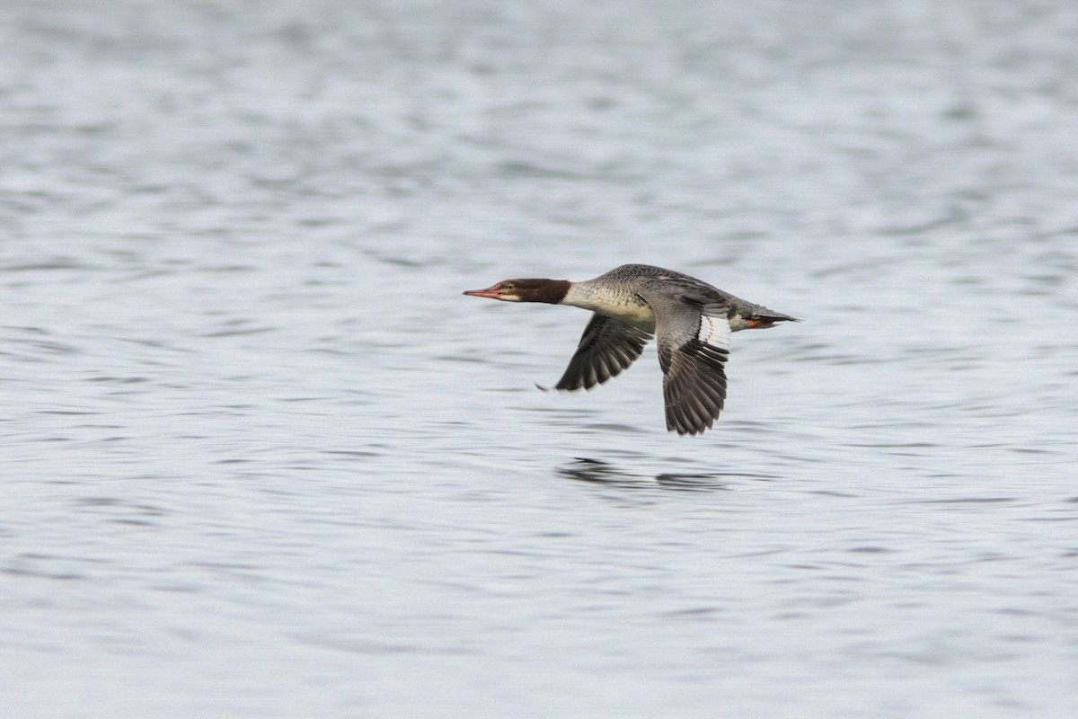 Common Merganser - David Guertin