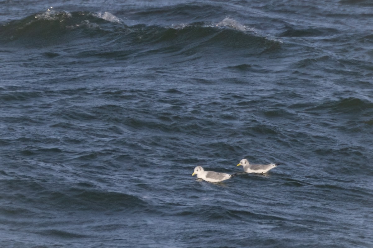 Black-legged Kittiwake - ML500871561