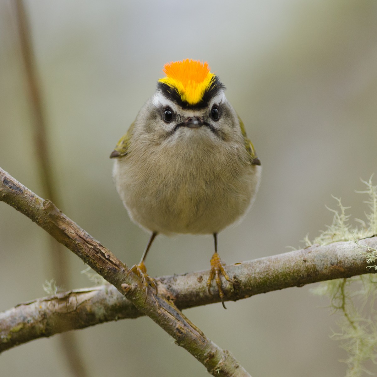 Golden-crowned Kinglet - ML50087211