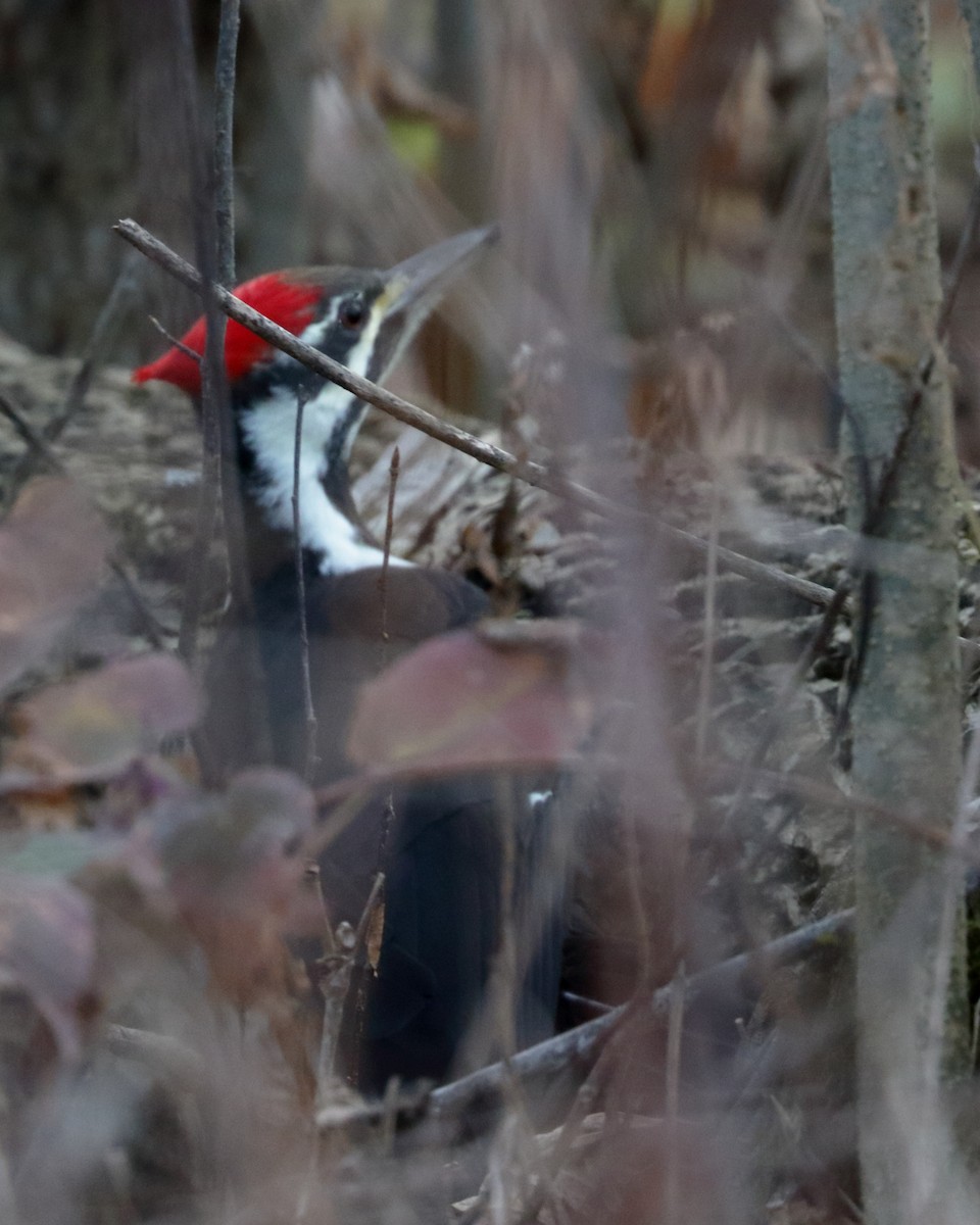 Pileated Woodpecker - ML500875531