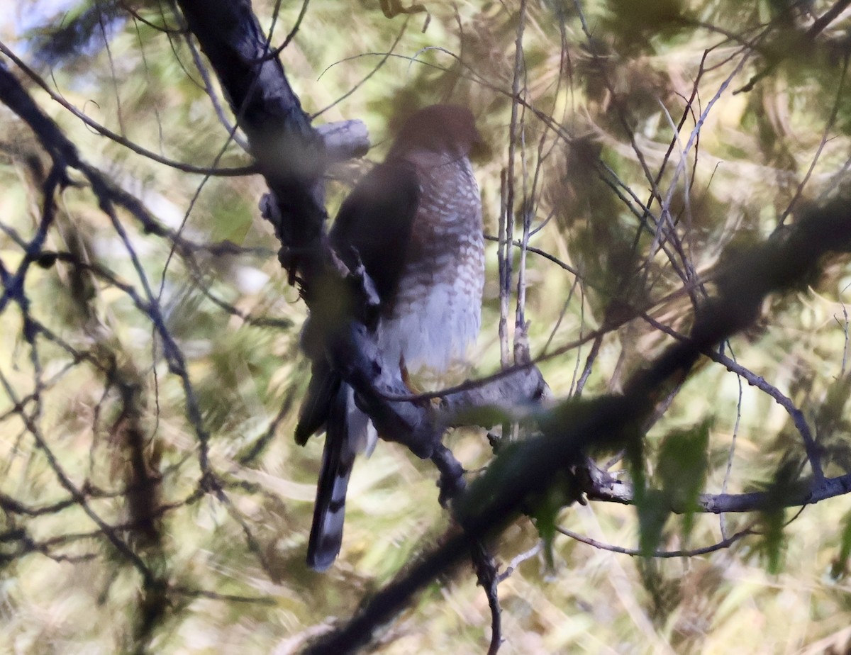 Sharp-shinned Hawk - ML500875561