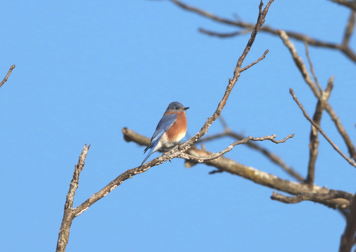 Eastern Bluebird - John Morrill