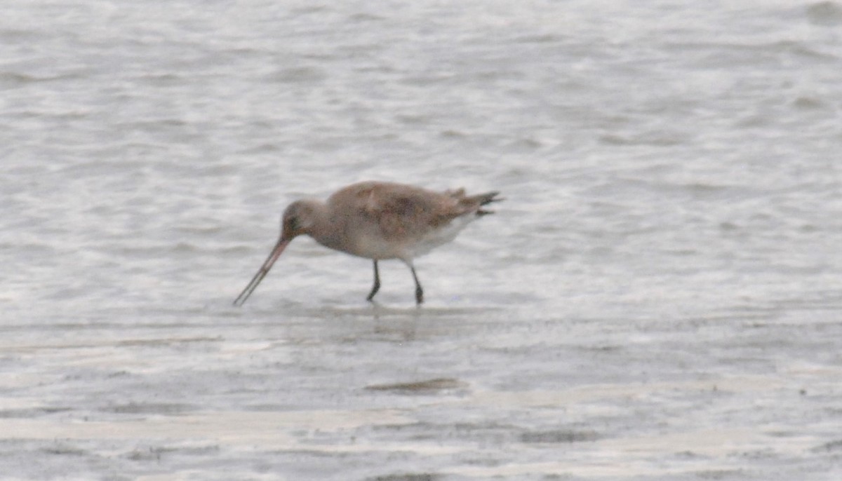 Hudsonian Godwit - ML500877251