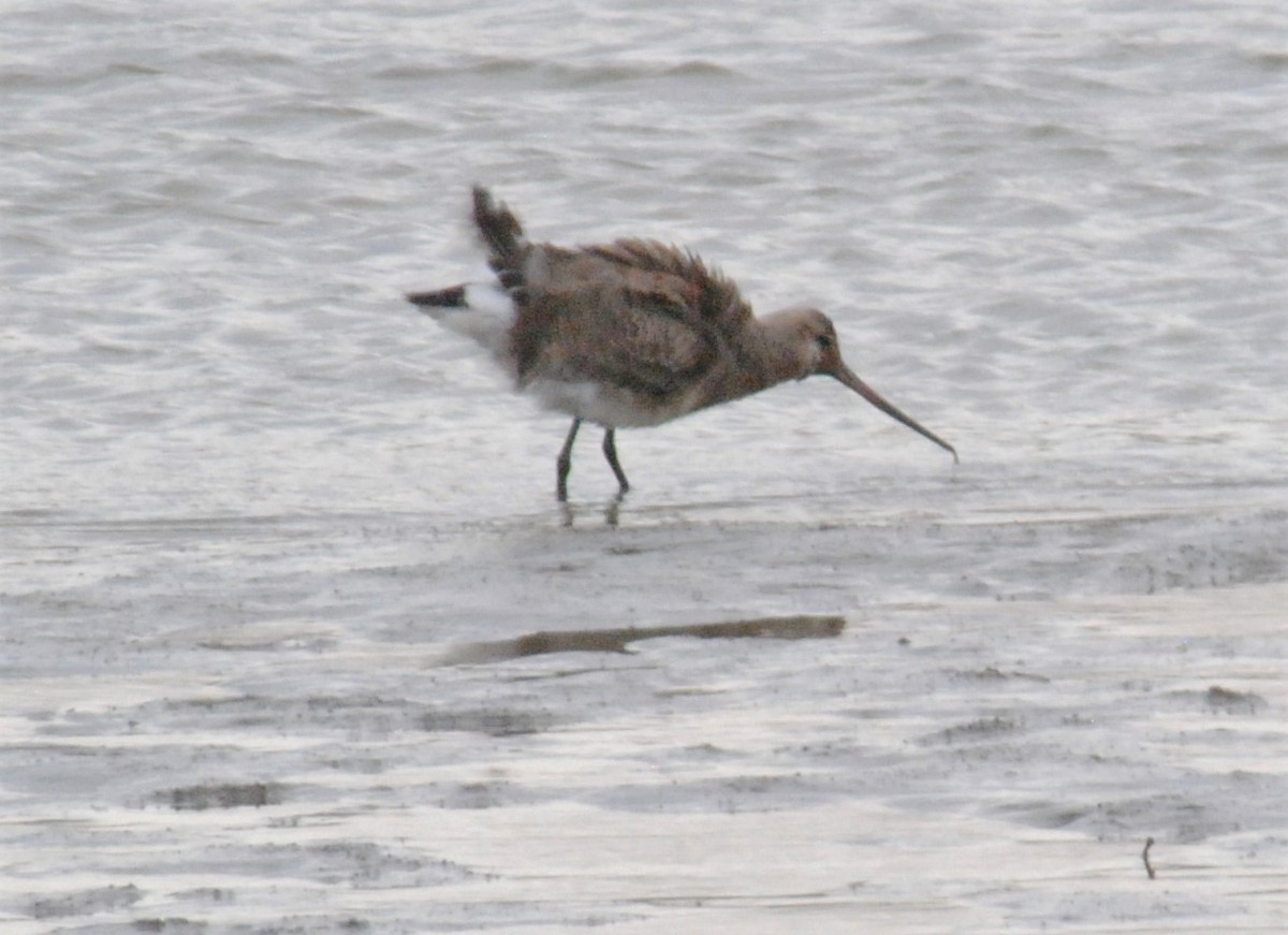 Hudsonian Godwit - ML500877531
