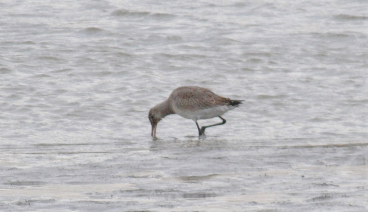 Hudsonian Godwit - ML500877701