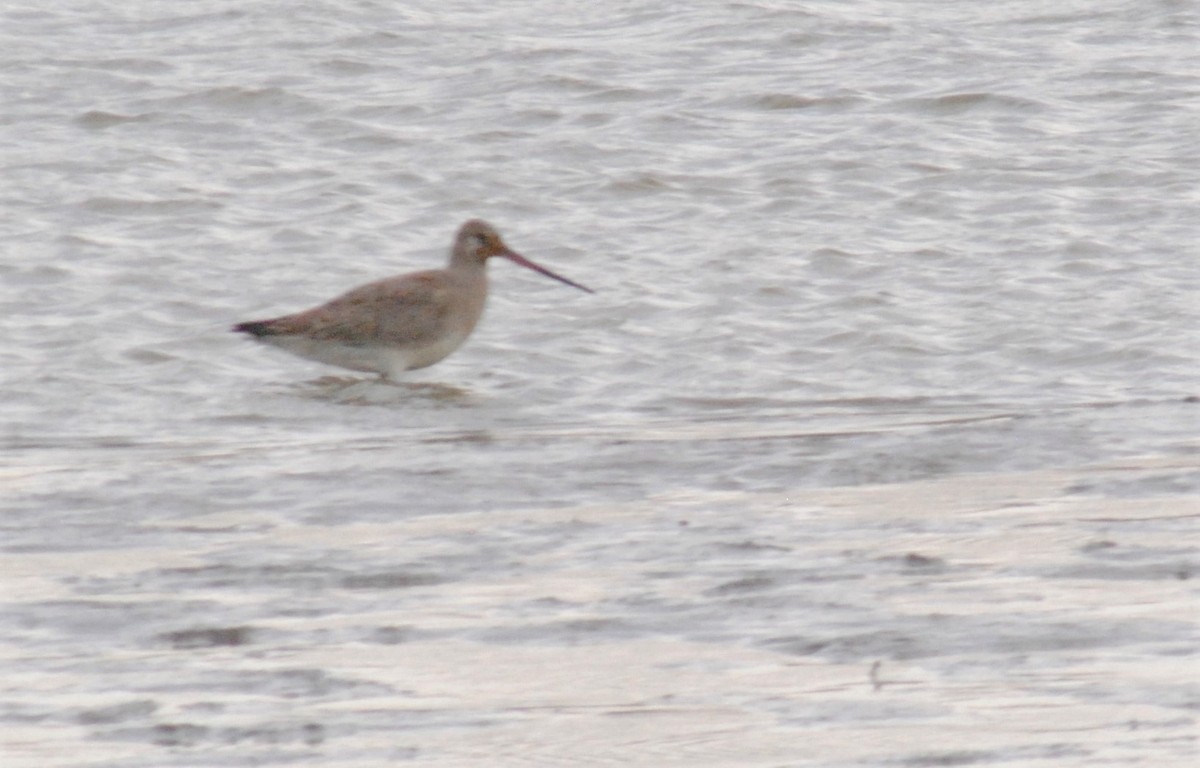 Hudsonian Godwit - ML500878021