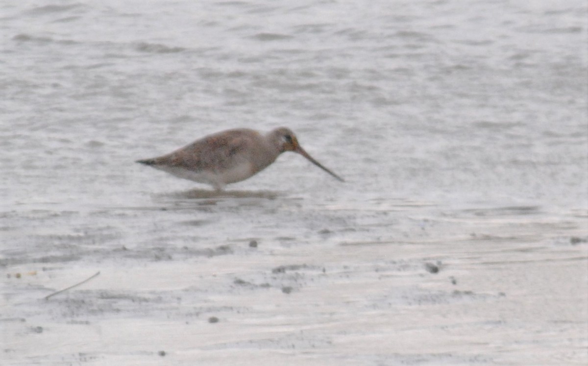 Hudsonian Godwit - ML500878171
