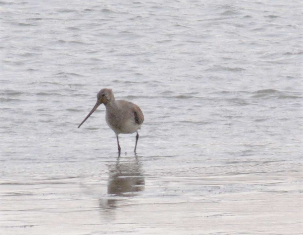 Hudsonian Godwit - ML500878251